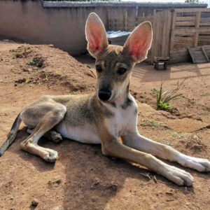 Adoption Athos