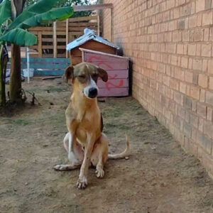 Adoption Bali