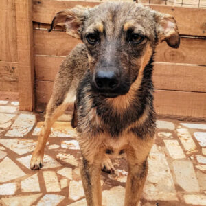 Adoption Fleur