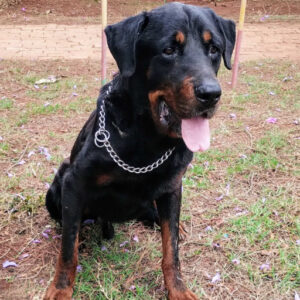 Adoption Bolt