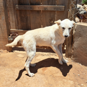 Adoption Fotsy