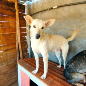 Adoption Linoh