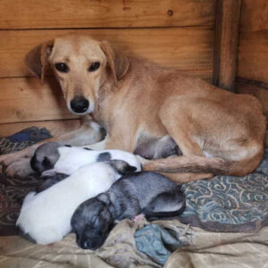 Adoption Luna