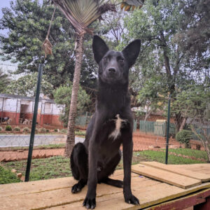 Adoption MIZY