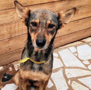 Adoption Maggie