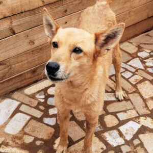 Adoption Mailly