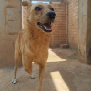 Adoption Malie