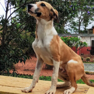 Adoption Milou