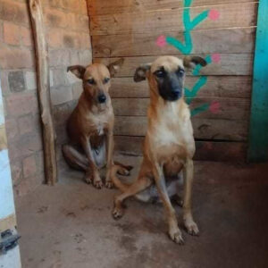 Adoption Soleil et fifie