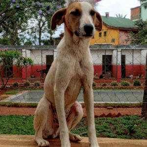 Adoption Vega