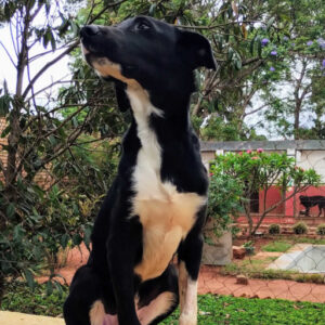 Adoption black jack